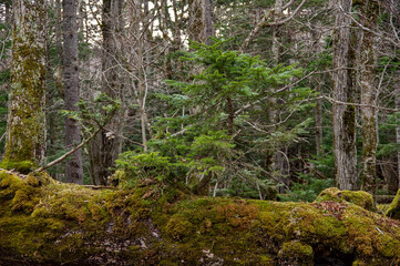 苔に覆われた倒木に宿った幼木。
