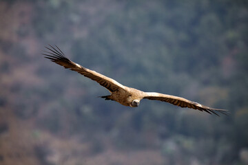The griffon vulture (Gyps fulvus) flies with outstretched wings on a background of Spanish mountains.