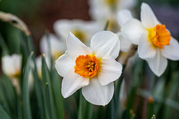 narcissus cultivar bloom detail
