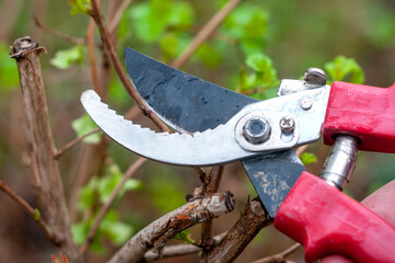 garden shears for cutting bushes. spring garden work.