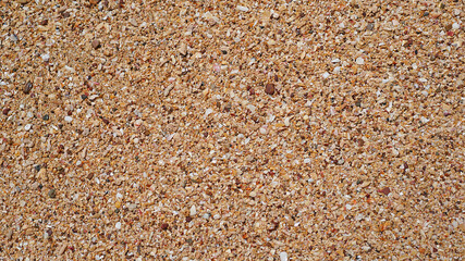 Seashells on the beach sand, In summer, Texture background, Top view