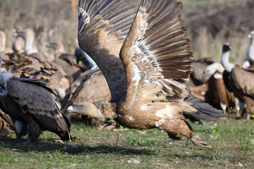 Griffon vulture (Gyps fulvus) at the feeding area. A large European vulture on a vulture feeding site. A large vulture takes off from the ground, against the background a flock of feeding vultures.
