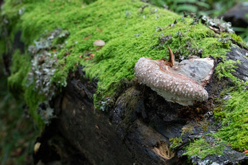 Fomitopsis pinicola on a rotten log
