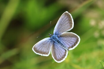 Silver-studded Blue, Plebejus argus, wild beautiful butterfly sitting on the green leaves, insect in the nature habitat, spring in the meadow. European wildlife, Czech republic.