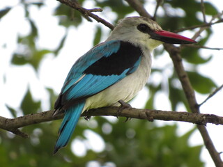 lilac roller on a branch
