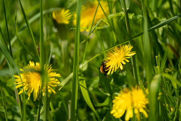 dandelions in the grass with a bee