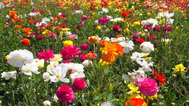 Rows of Buttercups in full bloom and in various colors