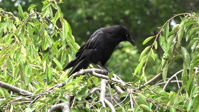 Flying Crow, Raven, Black Birds on Branch in Cherry Tree, Nature Summer View
