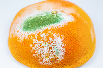 Moldy orange fruit. Rotten grapefruit. Bad conditions of preservation. Close up, Spoiled  food. Fungus illness.