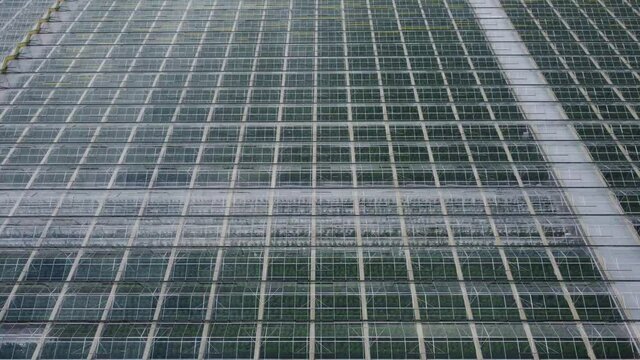 Industrial greenhouse with mediacal marijuana from above, aerial view. View from above of a warmhouse with transparent ceiling