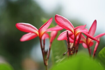 american staffordshire, flower, pink, nature, plant, flowers, bloom, garden, green, blossom, spring, beauty, beautiful, petal, flora, purple, floral, leaf, plumeria, white, summer, orchid, natural, ma