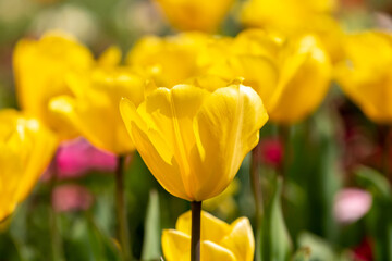Obraz premium Yellow Tulips in the Spring Sunshine, with a Shallow Depth of Field