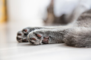 猫，子猫，ねこ