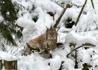 lynx looks at visitors, animal sits on snow on a wooden block, Gauja National Park, Ligatne, Latvia