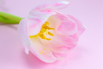 Pink tulip on the pink background. Congratulation postcard for mother's day or international women's day. Minimalism, beautiful natural wallpaper. Spring flowers.