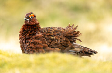 Red Grouse male, Scientific  name: Lagopus Lagopus.  Close up of a Red Grouse male with red eyebrow and ruffled feathers, facing left with blurred, clean background.  Springtime.    Space for copy.
