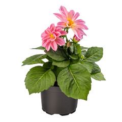 Pink dahlia in full bloom