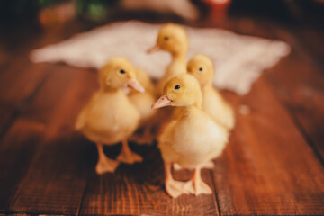 little yellow ducklings in the easter photo zone 