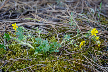 Potentilla reptans. Plant with yellow flowers of creeping cinquefoil, Christ's foot or hen's foot.