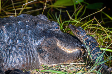 Aligator Americano (Alligator Mississippiensis)