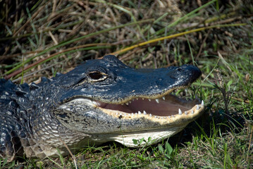 Obraz premium Aligator Americano (Alligator Mississippiensis)