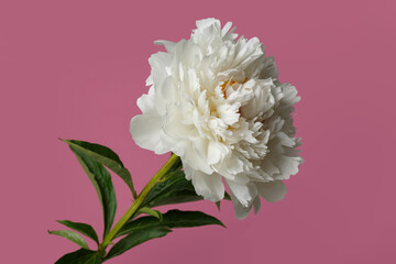 Delicate peony flower isolated on pink background.