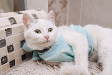Cat with recovery in medical suit after surgery.