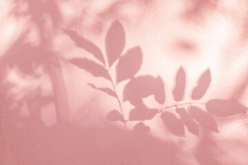 Leaf shadow and light on wall pink nature background. Natural leaves tree branch and plant shadows with sunlight dappled on white wall. Shadow overlay effect for foliage mockup, banner graphic layout