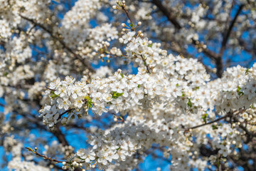 Blooming tree with white flowers in spring time.