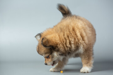 Obraz premium little chihuahuas on gray backgroud