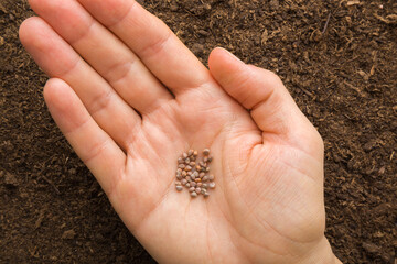 Dry radish seeds on young adult woman palm on fresh dark soil background. Closeup. Preparation for...