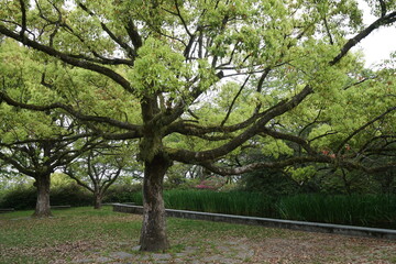 Obraz premium 初夏の公園