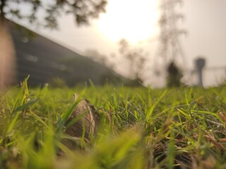 field of grass