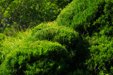 Cossack juniper ( lat. Juniperus sabina). Shearing of the juniper with gardening scissors, Soft focus. Garden art, design, landscape. Topiary. Blurred background with juniper. Autumn landscape.