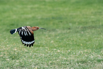 Eurasian hoopoe (Upupa epops) flying searching for food on the green yard.