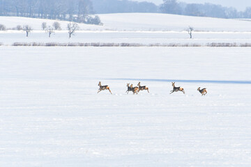 A small wild deer herd runs towards the forest on a field covered with snow in winter. Frightened animals run to a safe place. © Castigatio