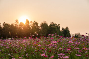 Colorful Cosmos flower field blooming on sunset.