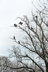 Numerous common cormorants (Phalacrocorax carbo), large black water birds sit high in the dry branches of the tree.