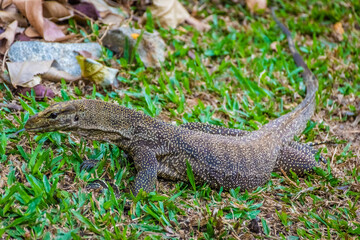 Asian Water Monitor Lizard in Singapore Botanic Garden