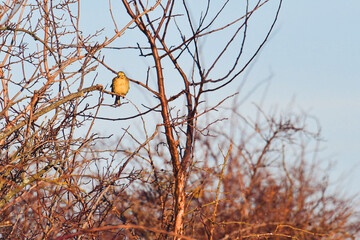 The bird Yellowhammer (Emberiza citrinella) sits on a branch of a bush and looks out in the sun.