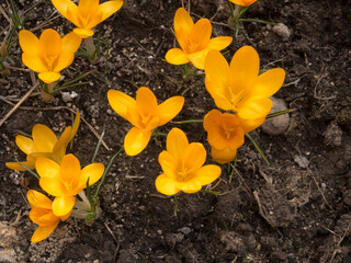 yellow crocuses on a spring day