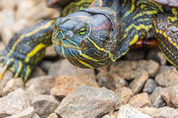Chrysemys Picta, or painted turtle, in Singapore Botanic Gardens
