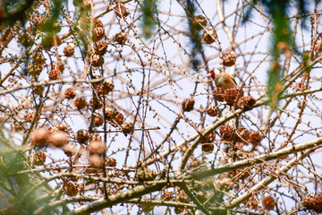 The Goldfinch (Carduelis carduelis) bird sits among the branches and cones of larch.