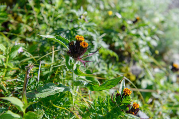 タカネコウリンカ