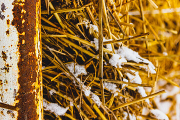 Straw sprinkled with white snow in the winter morning in the village