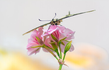 Farfalla macaone