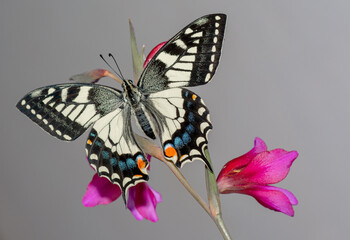 Farfalla macaone