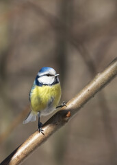 Obraz na płótnie Canvas Blue tit bird sits in spring on a tree branch in sunny weather