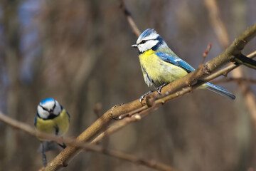Fototapeta premium Blue tit bird sits in spring on a tree branch in sunny weather