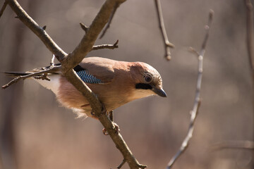 Bird jay sits in the spring on a tree branch in sunny weather